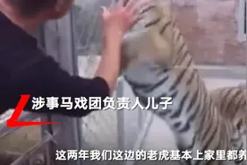 老虎咬死饲养员涉事马戏团发声：赚不到钱，饲养十分困难图片