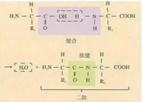 【生物】必修一知识点总结，学考、高考必看！