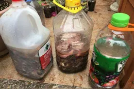 养花不用买肥料，自己做“有机肥”，肥劲“杠杠的”，啥花都能用图片