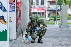 站岗偶遇喵星人！兵哥哥战术后退，趁机撸猫​​​​图片