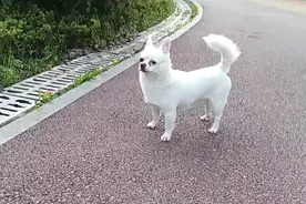 重庆：走丢的狗狗在原地等主人，看到主人的瞬间，狗狗竟如此开心图片