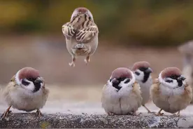 为什么麻雀很少娶两个老婆？是忙不过来，还是另有隐情？图片