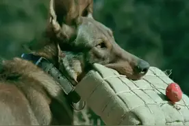 导演被骂上热搜，为拍戏炸死功勋军犬，这部2.2分烂片活该被禁图片