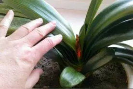 碰到君子兰夹箭不要慌，棉签擦一擦花心，花箭生长效果明显图片