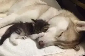 哈士奇拿出母爱,耐心照顾小奶猫,可把猫当狗养是怎么回事?图片