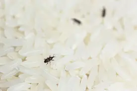 米袋里凭空出现的小虫子，你吃的每碗饭都可能含有它们的虫卵图片