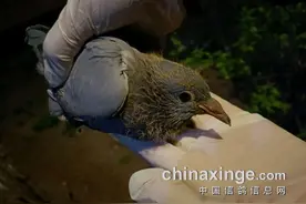 救助无腿鸽 断腿取环太残忍图片