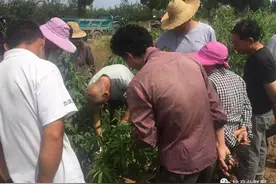 夏剪的关键点别错过，整形的目的就能达到图片