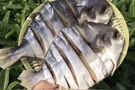 广东阳江寻美味！美味出自渔家自晒金鲳鱼干！薄盐淡晒，鲜香入口图片