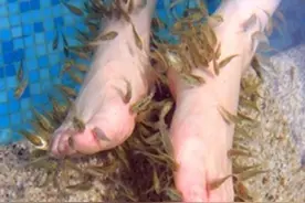 足疗后的小鱼去哪儿了？鱼疗足浴是什么鱼？图片