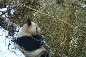 野外“吃播”、标记领地……原来你是这样的大熊猫图片