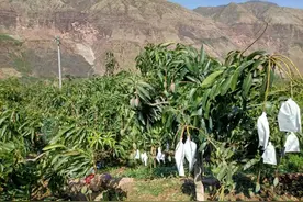 会东：芒果产业托起奔康梦图片