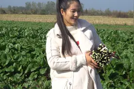 湖北人最爱吃的这种菜上市了，晨晨去田里摘了一大把，你爱吃吗视频封面
