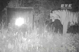 视频丨你瞅啥？当东北虎看见镜子中的自己……图片