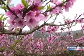 义龙新区：桃花谷17000亩桃花绽放 踏春赏花正当时图片