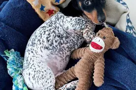 美国“狗头牛身”的腊肠犬成网红，可爱又搞笑，引路人争相合影图片