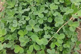 二月二，龙抬头。滹沱河畔挖野菜，瞧瞧都有啥?图片