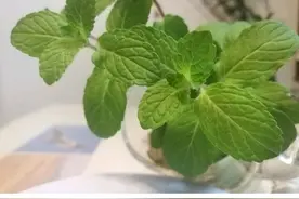 2020快拍半月记之七：又是人间四月天，笑对风雨小小草。图片