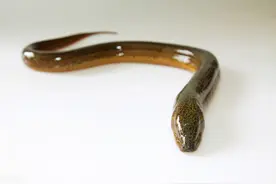 地基里的鳝鱼图片