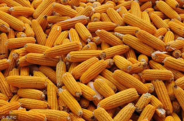 玉米酒糟在养猪上的妙用，猪不仅爱吃还能降低成本！