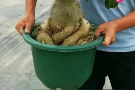 想让沙漠玫瑰多开花，春天记住4个“狠”，花繁色艳，轻松美爆盆图片