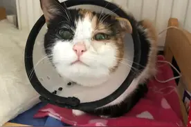 别再笑话我家猫是小聋瞎了！其实它会这样说话…图片