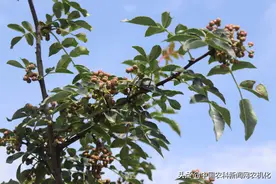 花椒树七八月份管理要点解析：抓好五个环节是重点图片