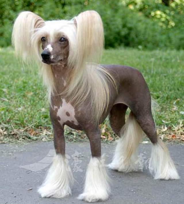 冠毛犬被毛类型(冠毛犬被毛类型属于)_牧林森宠物网
