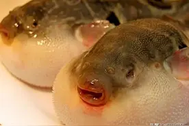 河豚那么毒，为啥吃它的人还那么多？难道不怕中毒吗？图片