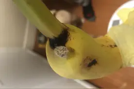 英国女子买香蕉，打开后发现蜘蛛，生物学家：被咬两小时就完蛋图片