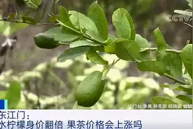 香水柠檬价格翻倍！供不应求！网友：我的“快乐”要涨价了？图片