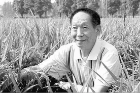 如果没有袁隆平，我们的世界会是怎样图片