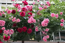 独家秘籍大公开！让藤月爬满你家的防盗窗图片
