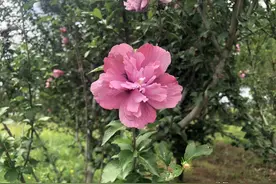 植物园里认花草，看三胞胎的老爸带娃妙招图片