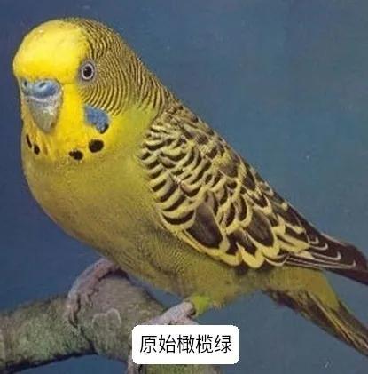 黄绿鱼鳞鹦鹉