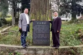 杉王与杉后图片