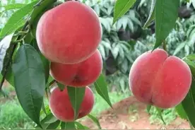 桃子套袋前，防治病虫害最关键图片