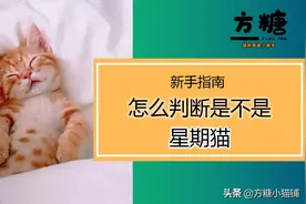 新手指南丨如何判断是否是星期猫图片