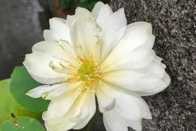 碗莲有很多种，品种要分清楚，花盆要选“对”，忌讳用小盆图片
