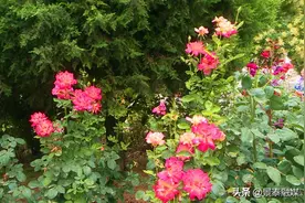 走进梦中的“象牙塔”——家校合作的结晶图片