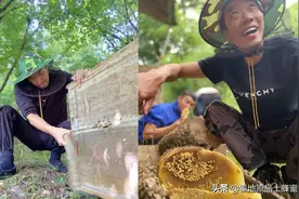 深度揭秘丨割蜜骗局，春蜜与冬蜜从未存在过图片