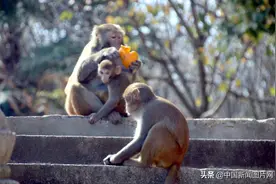 江苏苏州：山清水秀猴子乐 野猴与游客和谐相处图片