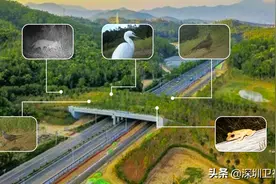 这里有豹猫、野猪、白鹭等出没！深圳给野生动物造了一座桥图片
