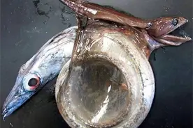 自然界最恐怖的鱼，强行吞噬比自己重10倍的食物，撑破肚子而亡图片