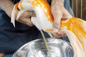 男子养了一条锦鲤，最近发现肚子鼓鼓的，用手挤出大碗黄的东西视频封面