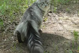 缅因猫高贵温顺又喜人，但是家里没矿不一定养得起哦图片