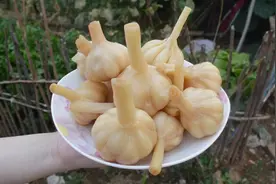 老妈几十年的腌糖蒜做法，赶紧试试吧！图片