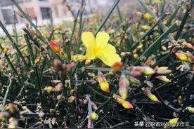 2021年中秋作∣《祖母墓志铭》图片
