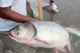 山东一水库开闸，数百人扎堆捕鱼，老乡：一耙子下去就是一条图片