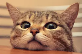 平价质量口碑较好的猫粮品牌，你家猫咪喜欢哪款？图片